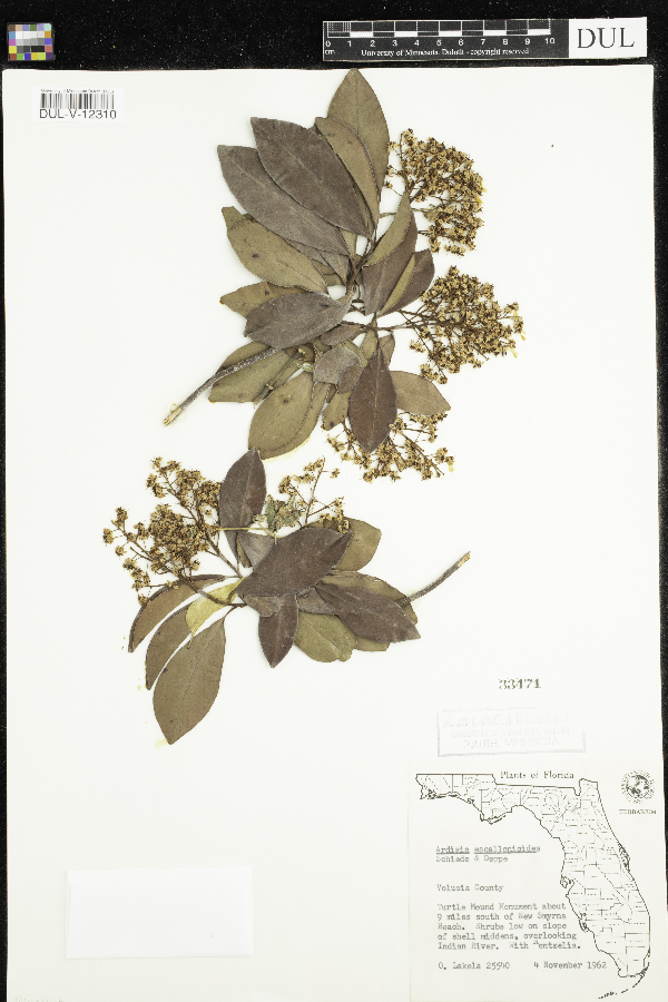 Ardisia escallonioides image