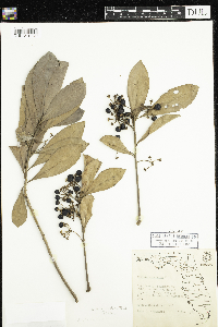 Image Associated With the Occurrence