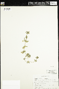 Lysimachia arvensis image
