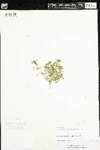 Lysimachia arvensis image