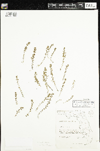 Media resource of Lysimachia minima