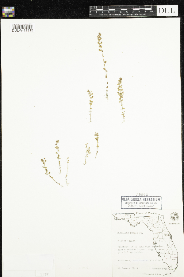 Anagallis pumila image