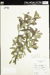 Myrica gale image