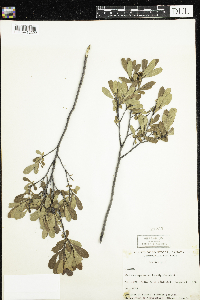 Myrica gale image