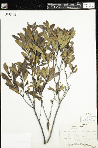Myrica gale image