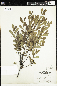 Myrica gale image