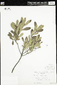 Myrica gale image