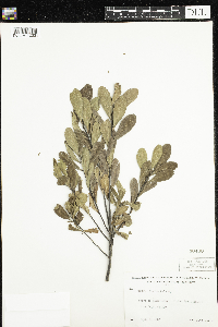 Myrica gale image