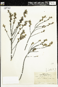 Myrica gale image