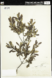 Myrica gale image