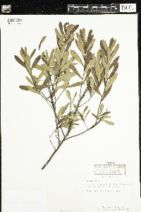 Myrica gale image