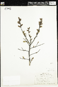 Myrica gale image