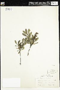 Myrica gale image