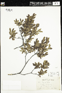 Myrica gale image
