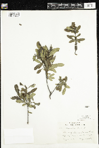 Myrica gale image
