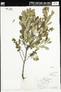 Myrica gale image