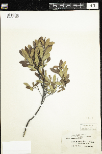Myrica gale image