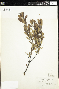 Myrica gale image