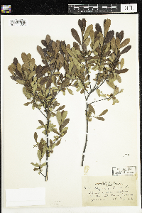Myrica gale image