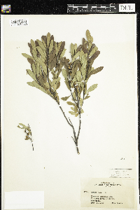 Myrica gale image