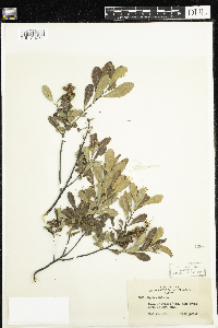 Myrica gale image