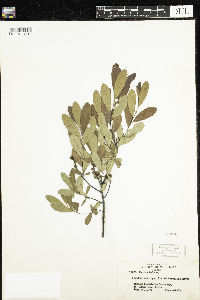 Myrica gale image