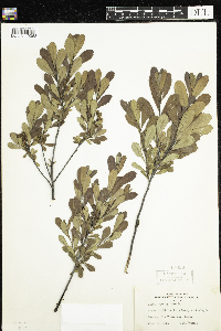 Myrica gale image