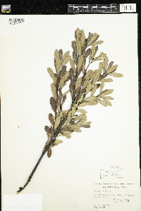 Myrica gale image