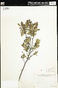Myrica gale image