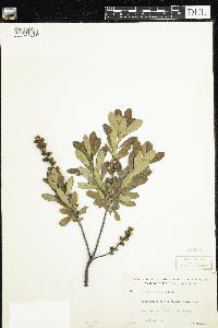 Myrica gale image