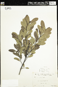 Myrica gale image