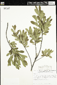 Myrica gale image