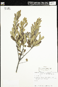 Myrica gale image