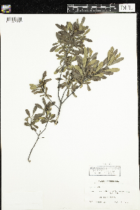 Myrica gale image