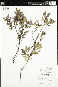 Myrica gale image