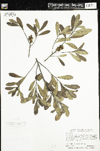 Myrica gale image