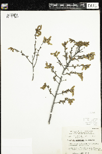 Comptonia peregrina image