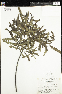Media resource of Comptonia peregrina