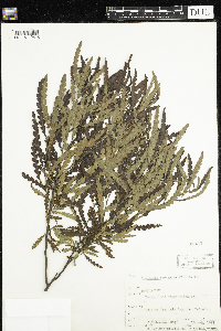 Comptonia peregrina image