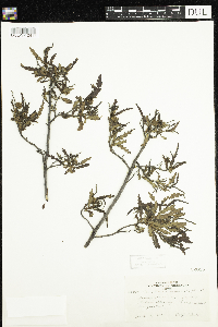 Comptonia peregrina image