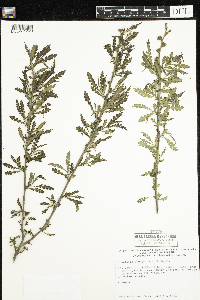 Comptonia peregrina image