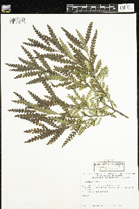 Comptonia peregrina image