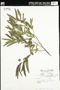 Comptonia peregrina image