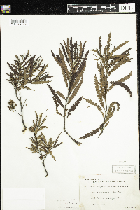 Comptonia peregrina image