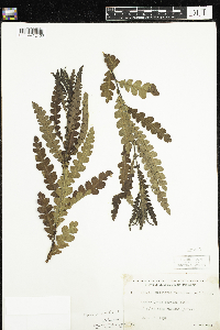 Comptonia peregrina image