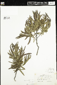 Comptonia peregrina image