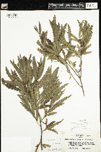 Comptonia peregrina image