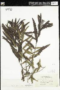 Comptonia peregrina image