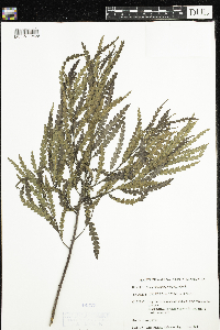 Comptonia peregrina image