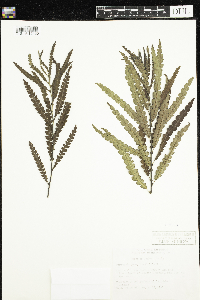 Comptonia peregrina image